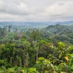 Congo Basin Forests