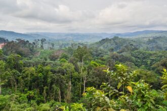 Congo Basin Forests