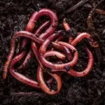 earthworms helping the soil