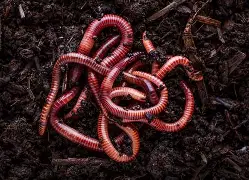 earthworms helping the soil